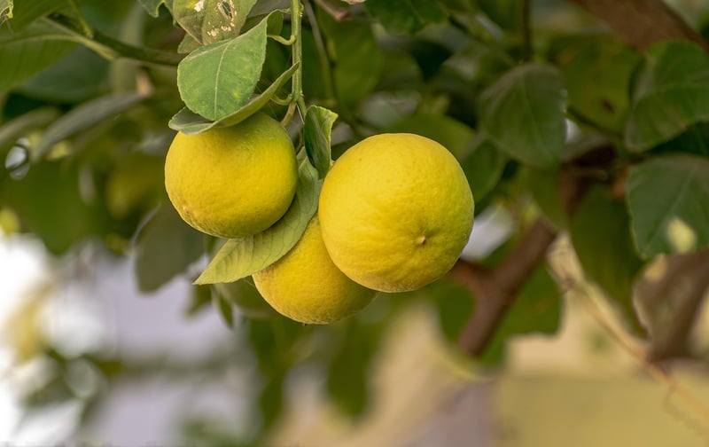 Lemon Essential Oil